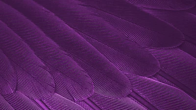 Nahaufnahme von überlappenden violetten Federn